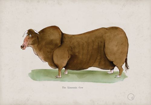 The Limousin Cow, fun heritage art print by Tony Fernandes